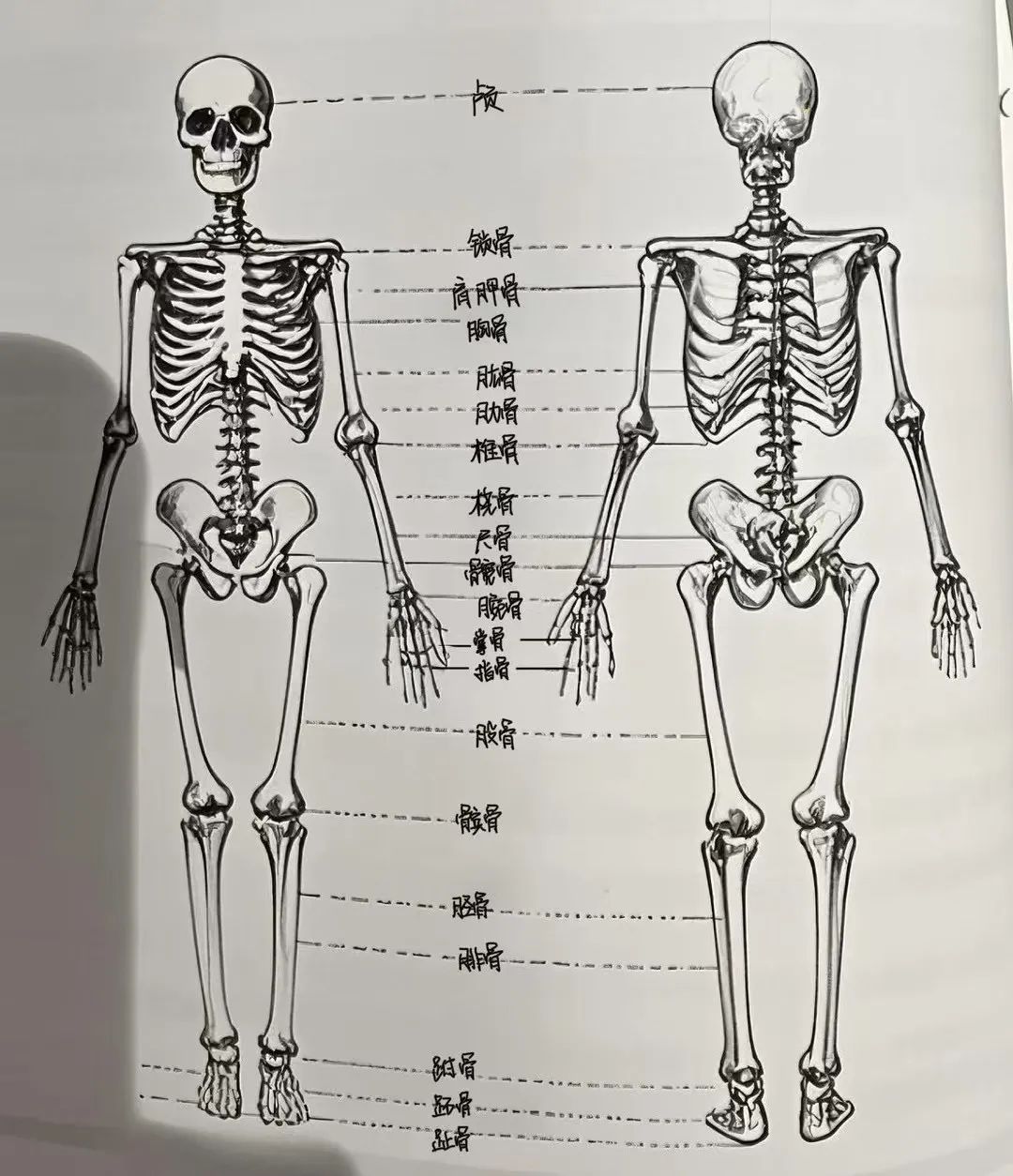 7天冲刺健身教练证！高效复习计划+通关秘籍，零基础也能逆袭！(图3)